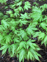 Thumbnail for Acer palmatum 'First Ghost' - mapleridgenursery