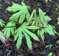 Thumbnail for Acer palmatum 'First Ghost' - mapleridgenursery