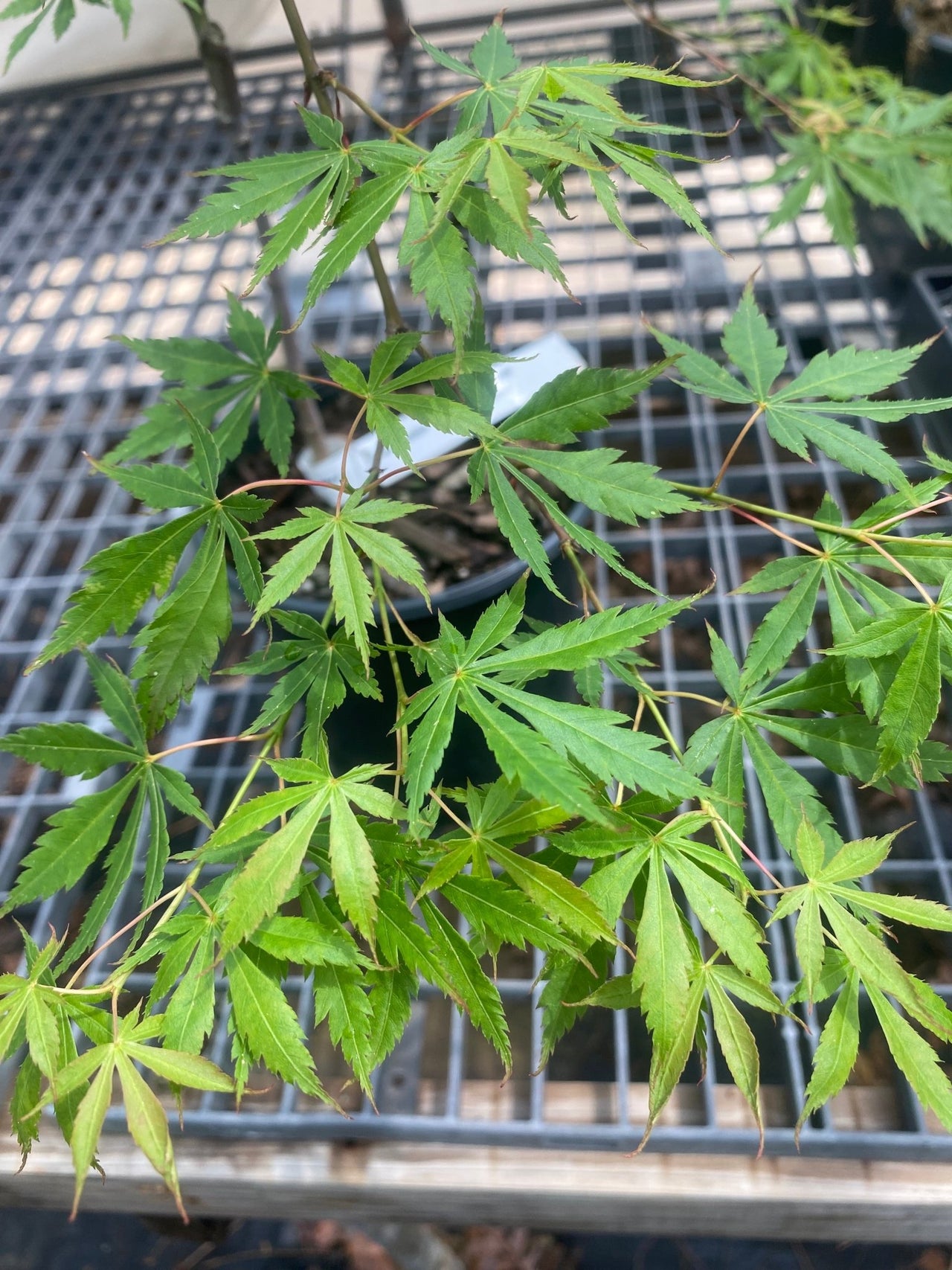 Acer palmatum 'Fountain of Youth' Weeping Japanese Maple - Maple Ridge Nursery