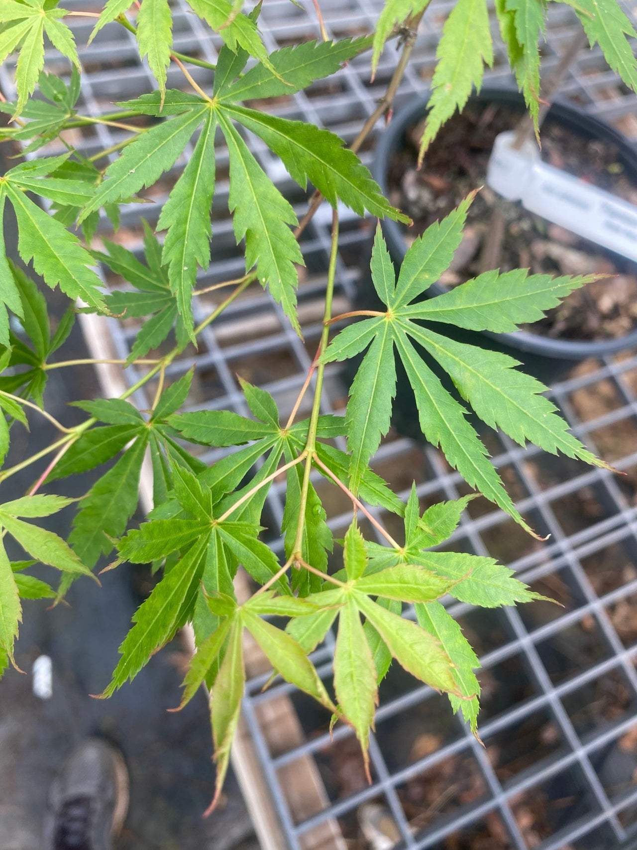 Acer palmatum 'Fountain of Youth' Weeping Japanese Maple - Maple Ridge Nursery