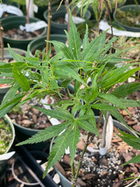 Thumbnail for Acer palmatum 'Frilly Willy' - mapleridgenursery