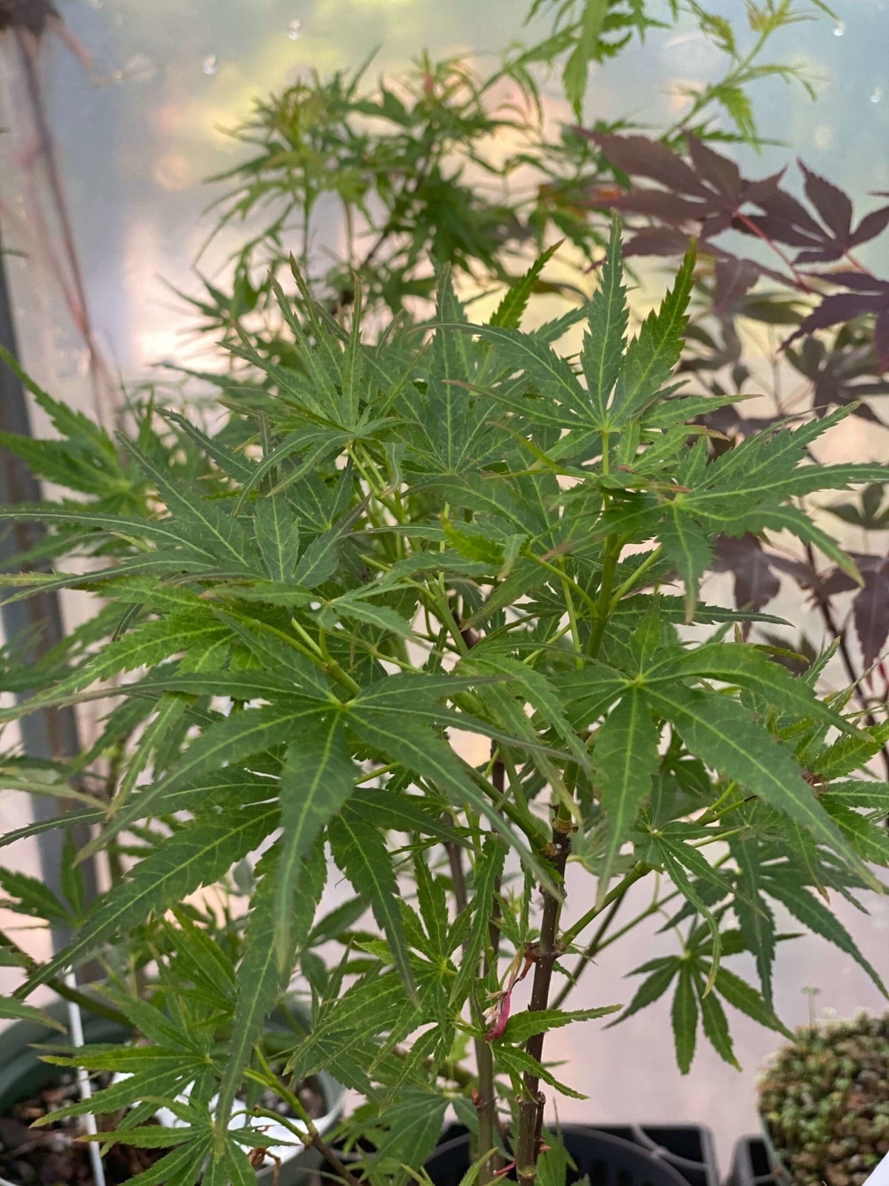 Acer palmatum 'Frilly Willy' - mapleridgenursery