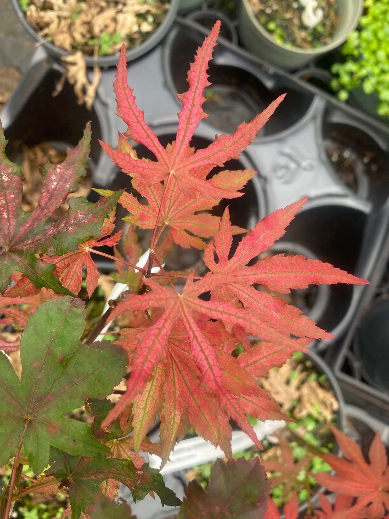 Acer palmatum 'Frosted Purple' - mapleridgenursery