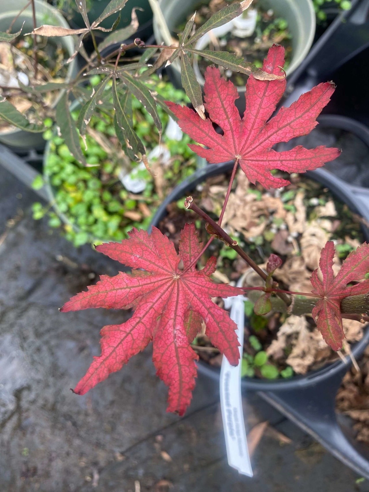 Acer palmatum 'Frosted Purple' - mapleridgenursery