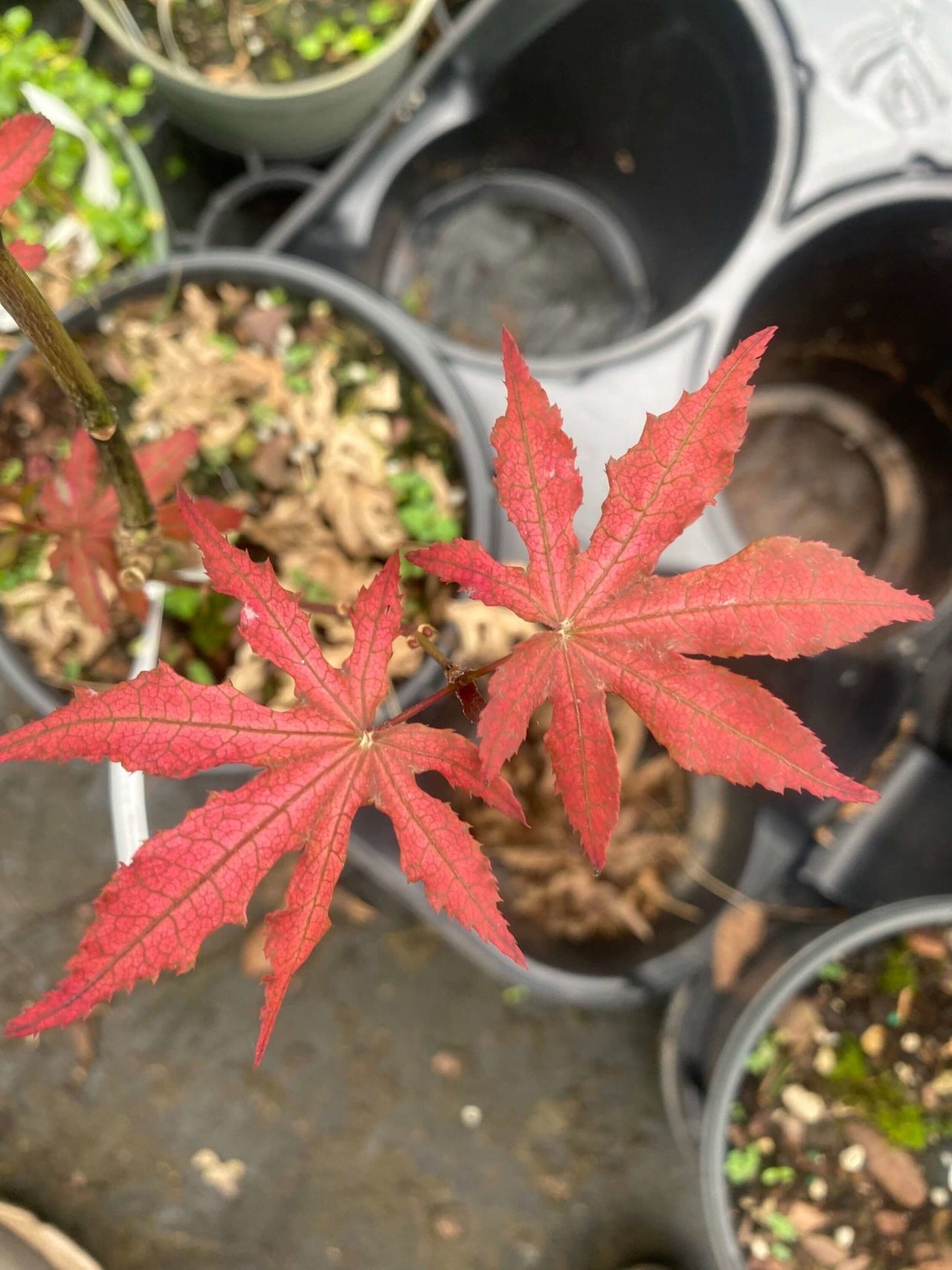 Acer palmatum 'Frosted Purple' - mapleridgenursery