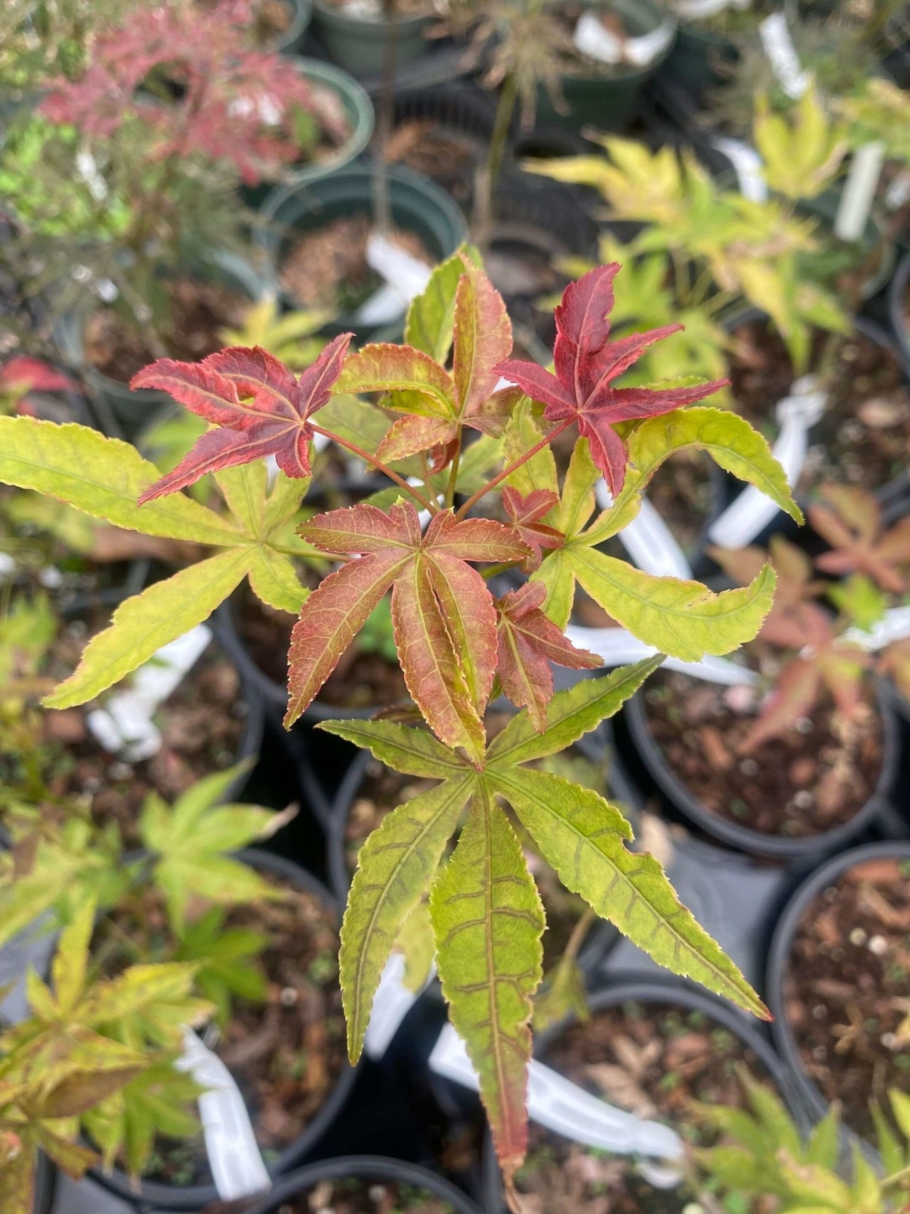 Acer palmatum 'Gable's Glory' - mapleridgenursery