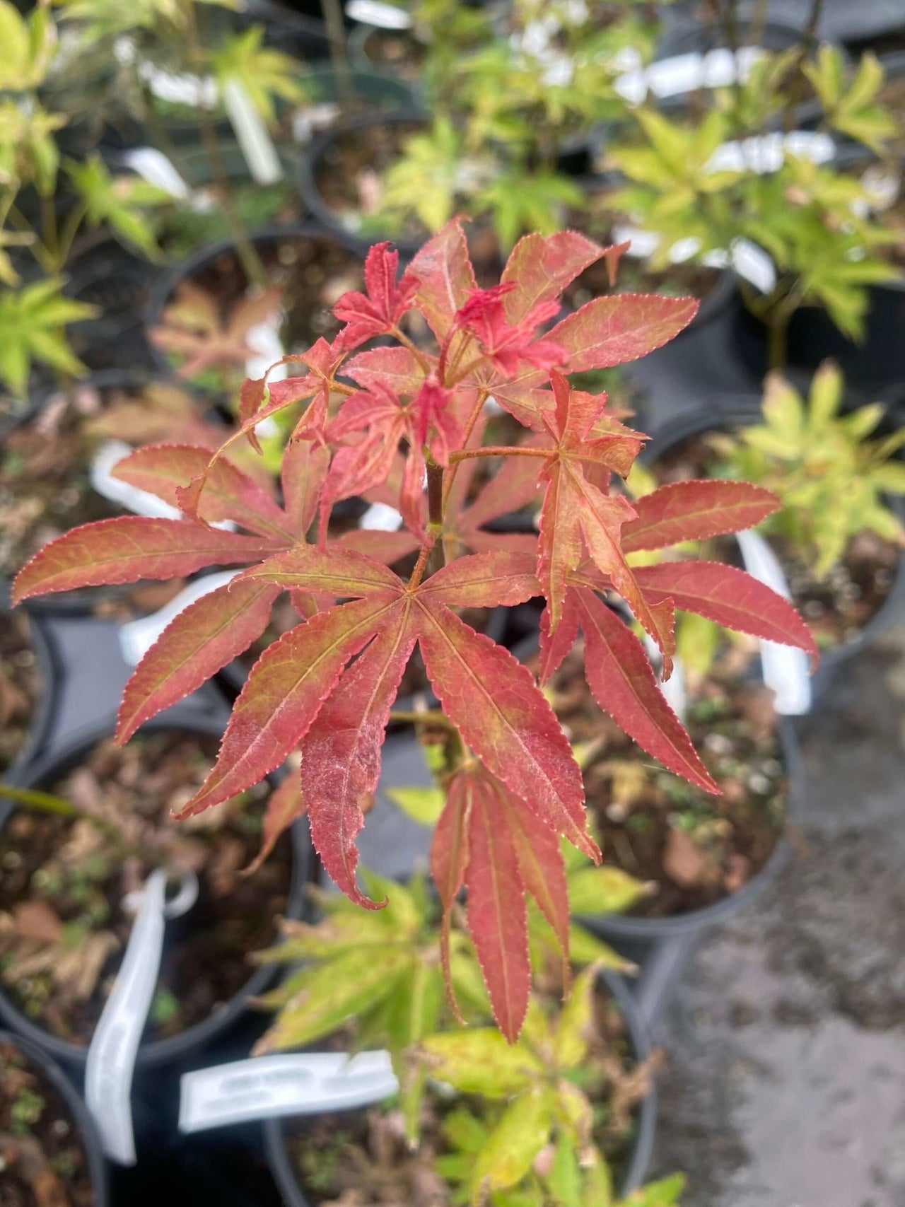 Acer palmatum 'Gable's Glory' - mapleridgenursery