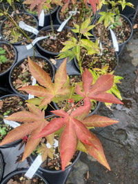 Thumbnail for Acer palmatum 'Gable's Glory' - mapleridgenursery