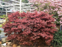 Thumbnail for Acer palmatum 'Garnet' - mapleridgenursery