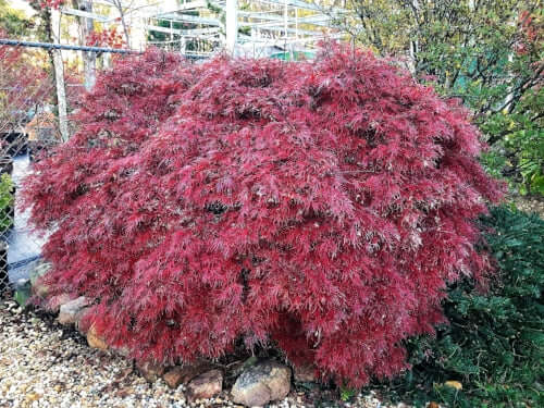 Acer palmatum 'Garnet' - mapleridgenursery