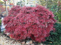 Thumbnail for Acer palmatum 'Garnet' - mapleridgenursery