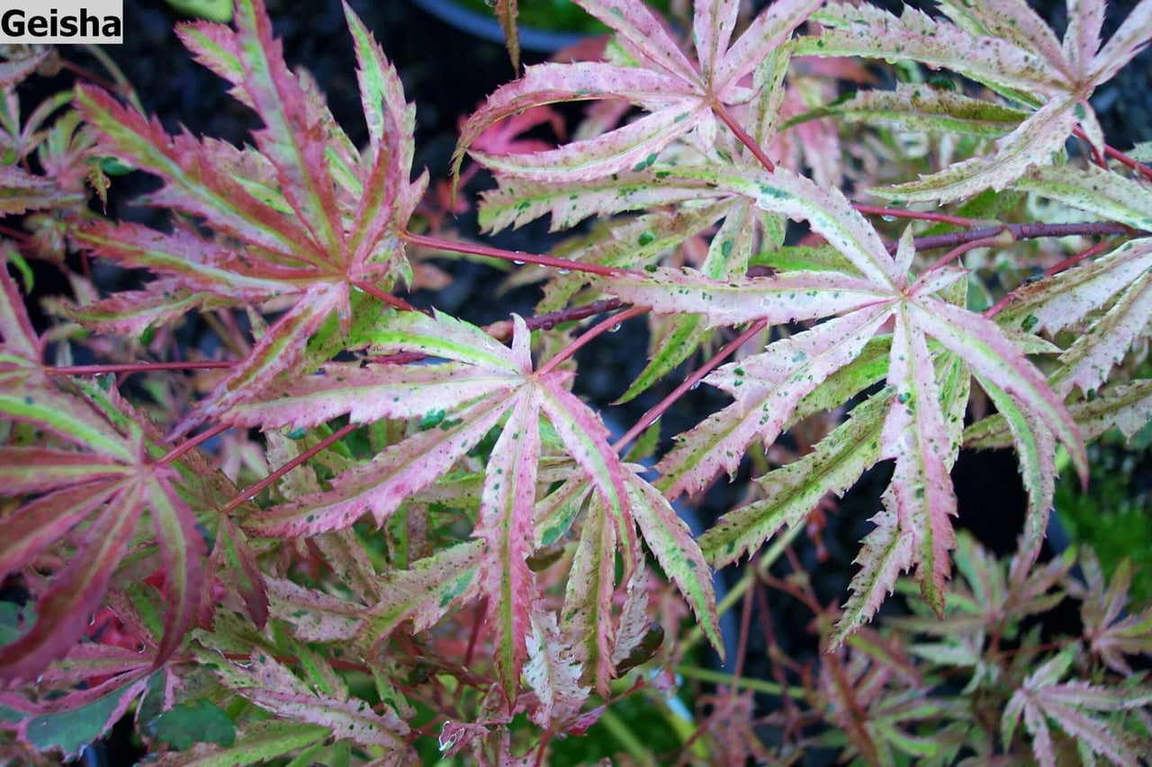 Acer palmatum 'Geisha' - mapleridgenursery