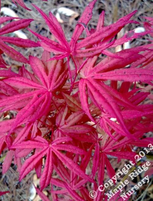 Acer palmatum 'Geisha' - mapleridgenursery