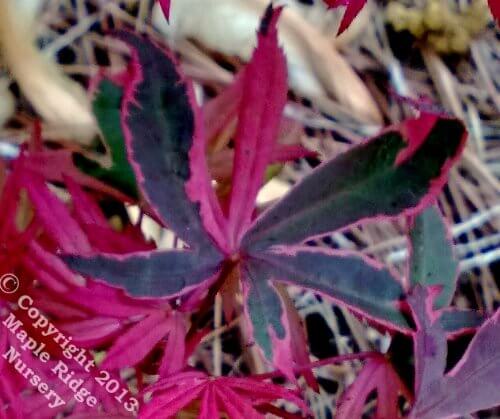 Acer palmatum 'Geisha' - mapleridgenursery