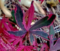 Thumbnail for Acer palmatum 'Geisha' - mapleridgenursery