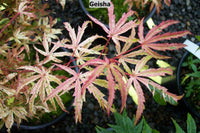 Thumbnail for Acer palmatum 'Geisha' - mapleridgenursery