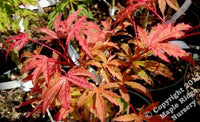 Thumbnail for Acer palmatum 'Geisha' - mapleridgenursery