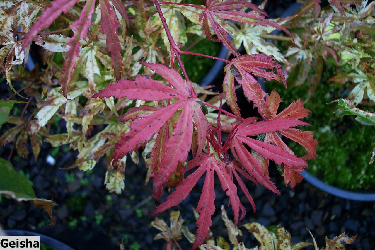 Acer palmatum 'Geisha' - mapleridgenursery