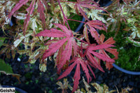 Thumbnail for Acer palmatum 'Geisha' - mapleridgenursery