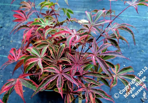 Acer palmatum 'Geisha Gone Wild' - mapleridgenursery