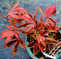 Thumbnail for Acer palmatum 'Geisha Gone Wild' - mapleridgenursery