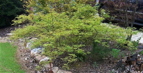 Acer palmatum 'Germaine's Gyration' - mapleridgenursery