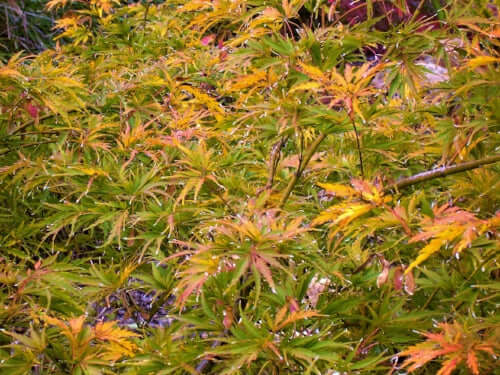 Acer palmatum 'Germaine's Gyration' - mapleridgenursery