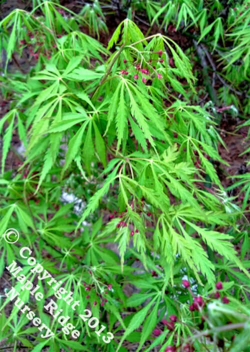 Acer palmatum 'Germaine's Gyration' - mapleridgenursery