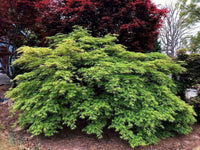 Thumbnail for Acer palmatum 'Germaine's Gyration' - mapleridgenursery