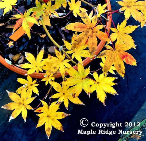 Acer palmatum 'Ghost Dancer' - mapleridgenursery