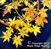 Thumbnail for Acer palmatum 'Ghost Dancer' - mapleridgenursery