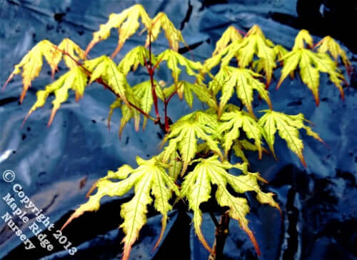 Acer palmatum 'Ghost Dancer' - mapleridgenursery