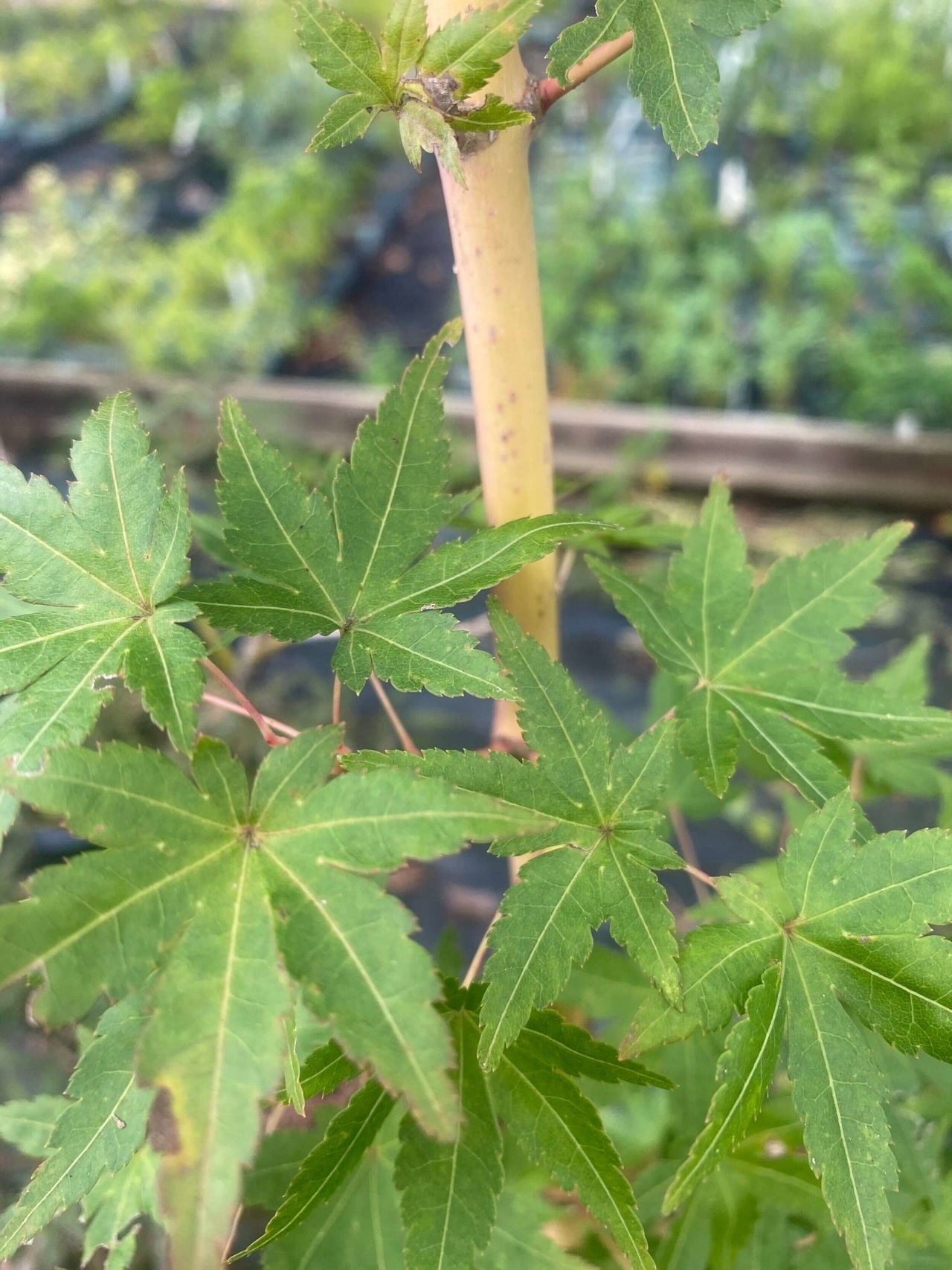 Acer palmatum 'Gold Digger' - mapleridgenursery