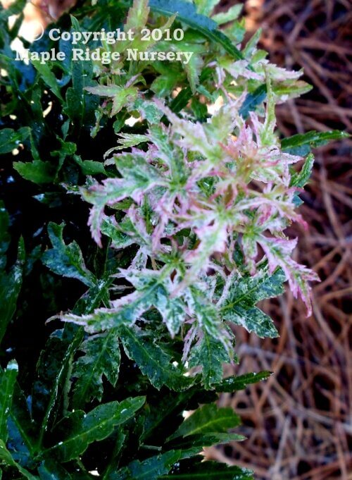 Acer palmatum 'Goshiki kotohime' - mapleridgenursery