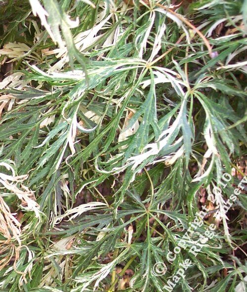 Acer palmatum 'Goshiki shidare' - mapleridgenursery