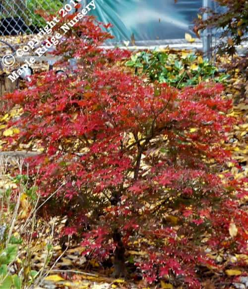 Acer palmatum 'Grandma's Ghost' - mapleridgenursery