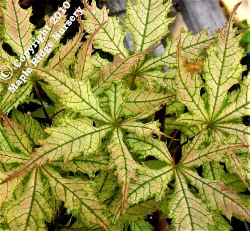 Acer palmatum 'Grandma's Ghost' - mapleridgenursery