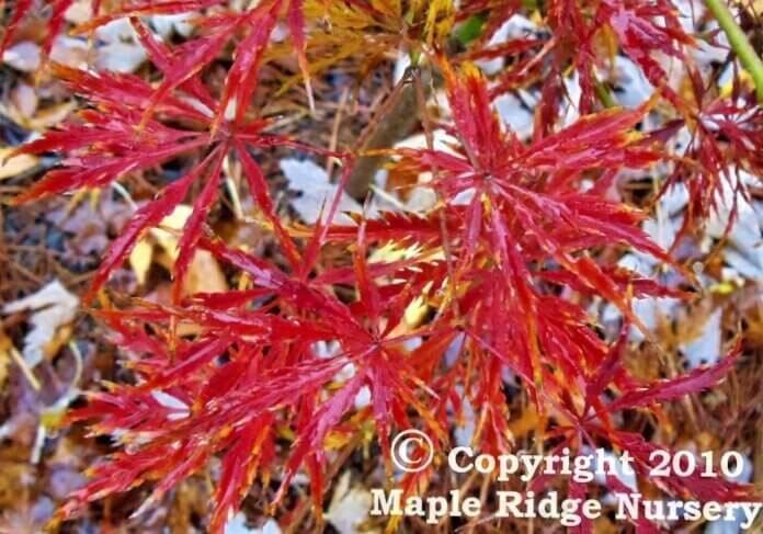Acer palmatum 'Green Hornet' - Maple Ridge Nursery