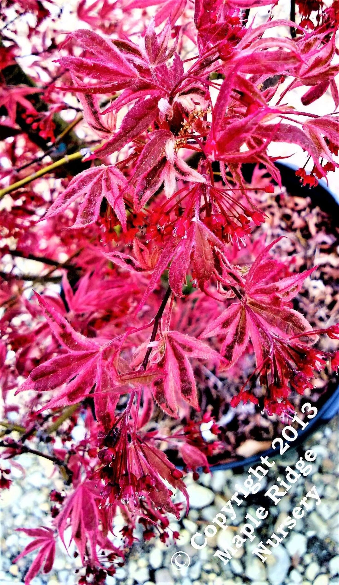 Acer palmatum 'Gwen's Rose Delight' - mapleridgenursery