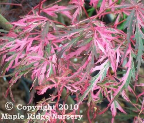 Acer palmatum 'Hana Matoi' - mapleridgenursery