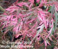 Thumbnail for Acer palmatum 'Hana Matoi' - mapleridgenursery