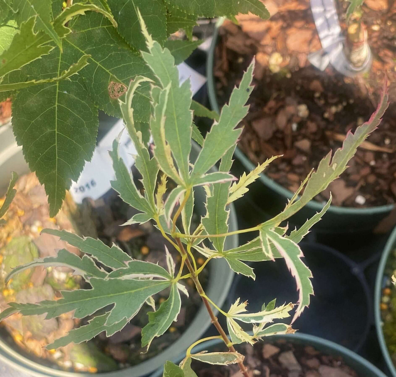 Acer palmatum 'Hana Tsukasa' - mapleridgenursery
