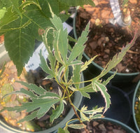 Thumbnail for Acer palmatum 'Hana Tsukasa' - mapleridgenursery