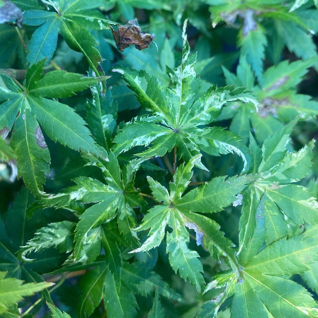 Acer palmatum 'Harold's Pink and White' - mapleridgenursery