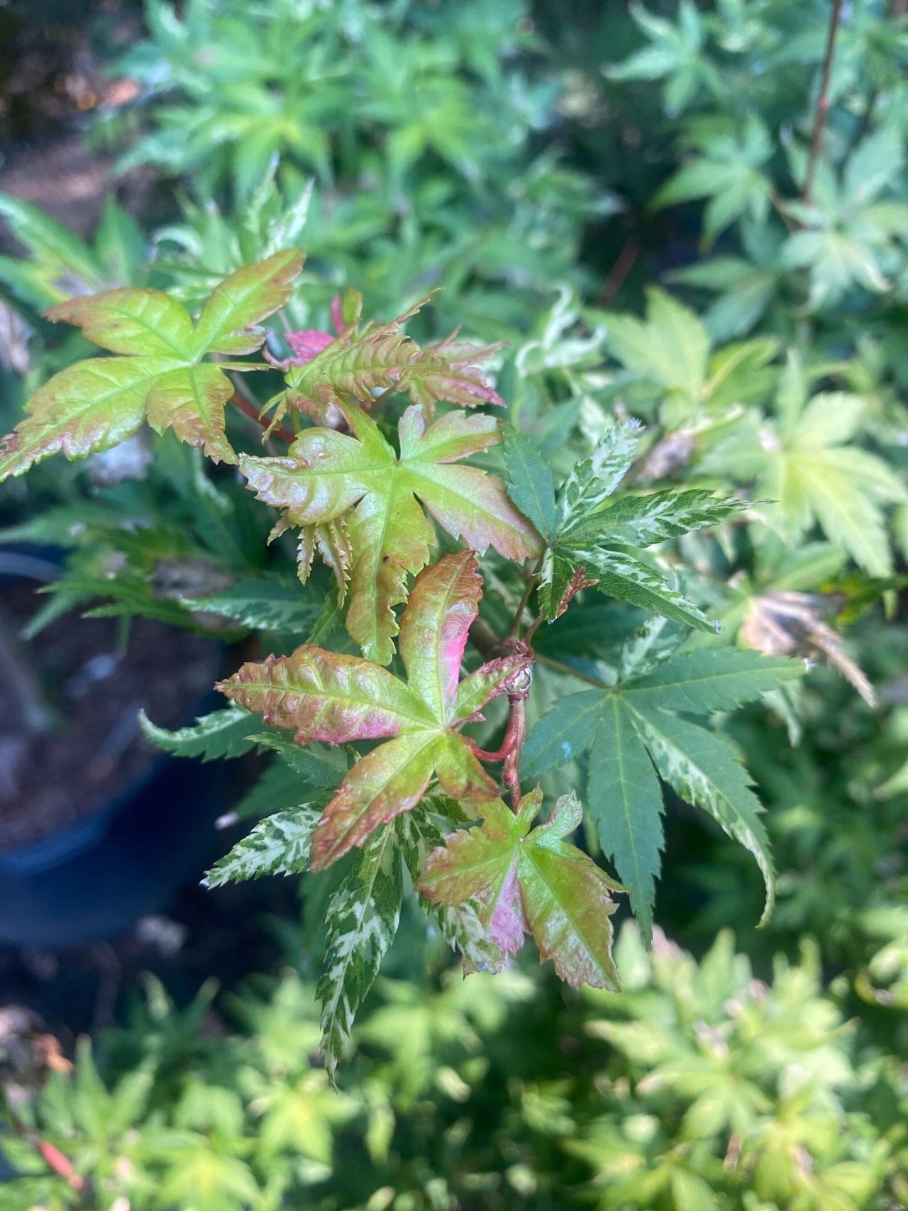 Acer palmatum 'Harold's Pink and White' - mapleridgenursery