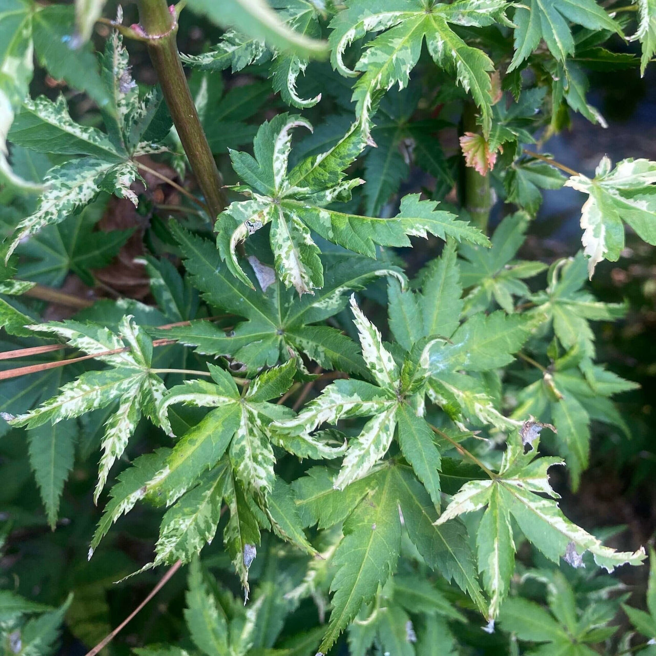 Acer palmatum 'Harold's Pink and White' - mapleridgenursery