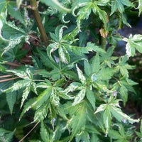 Thumbnail for Acer palmatum 'Harold's Pink and White' - mapleridgenursery