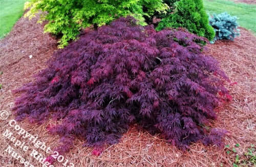 Acer palmatum 'Heartbeat' - mapleridgenursery