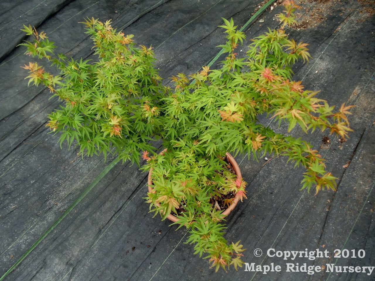 Acer palmatum 'Hickory Hollow' - mapleridgenursery
