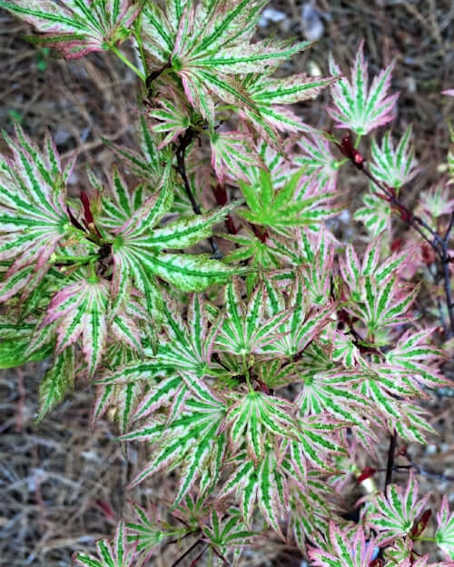 Acer palmatum 'Higasa yama' - mapleridgenursery